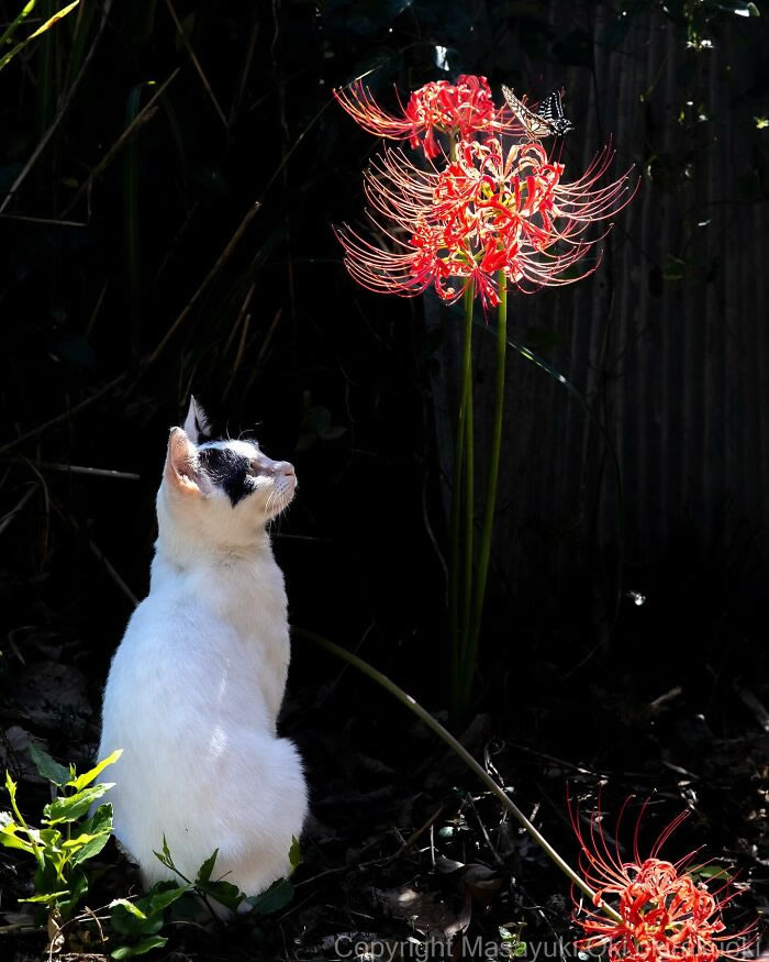 Hillarious And Playful Side Of Cats By Masayuki Oki 