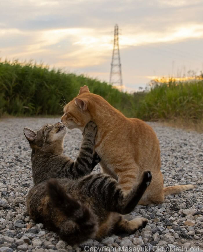 Hillarious And Playful Side Of Cats By Masayuki Oki 