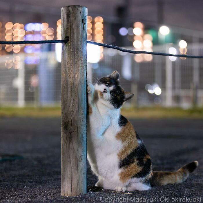 Hillarious And Playful Side Of Cats By Masayuki Oki 