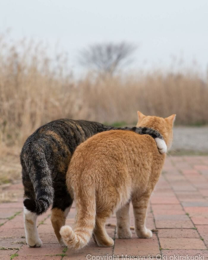 Hillarious And Playful Side Of Cats By Masayuki Oki 