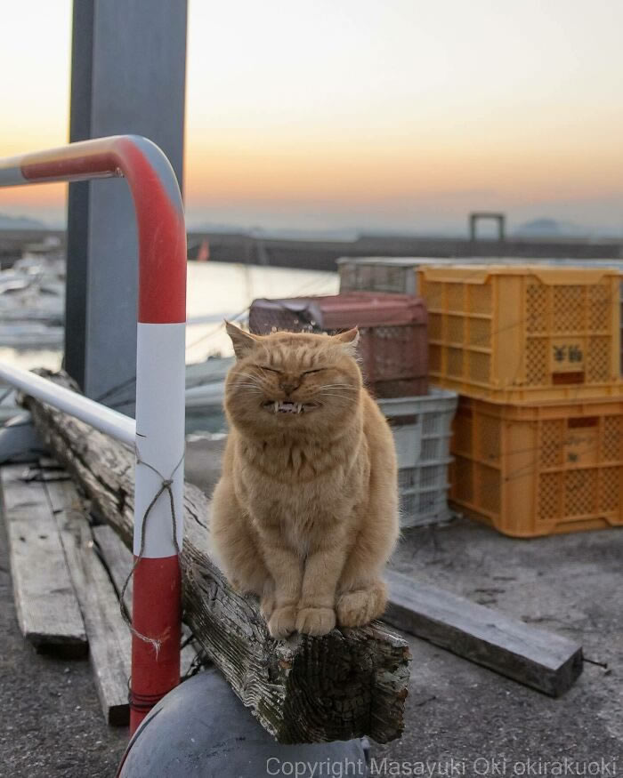 Hillarious And Playful Side Of Cats By Masayuki Oki 