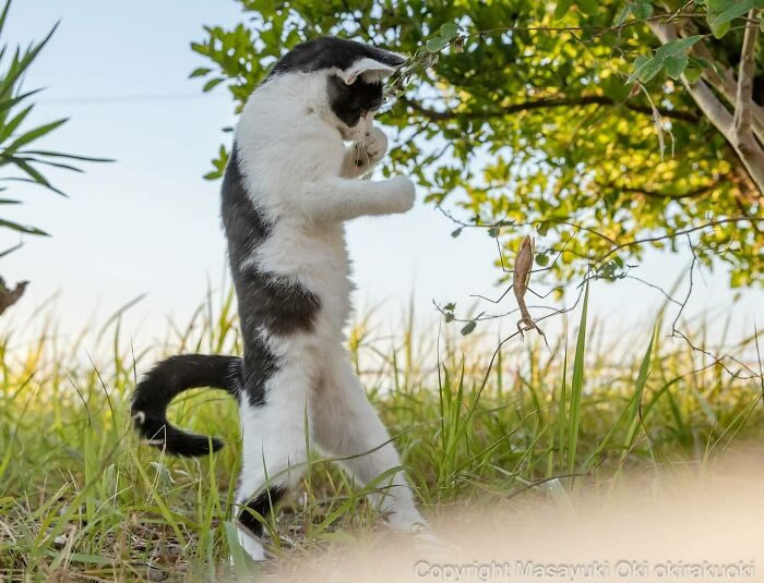 Hillarious And Playful Side Of Cats By Masayuki Oki 