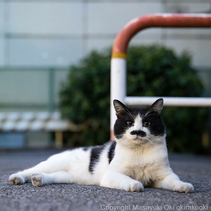 Hillarious And Playful Side Of Cats By Masayuki Oki 