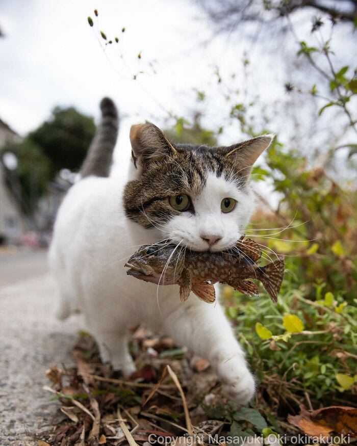 Hillarious And Playful Side Of Cats By Masayuki Oki 