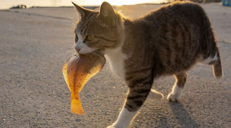 Hillarious And Playful Side Of Cats By Masayuki Oki