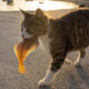 Hillarious And Playful Side Of Cats By Masayuki Oki