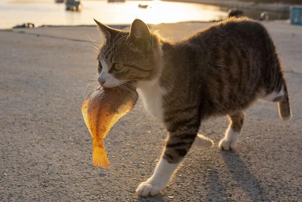 Hillarious And Playful Side Of Cats By Masayuki Oki