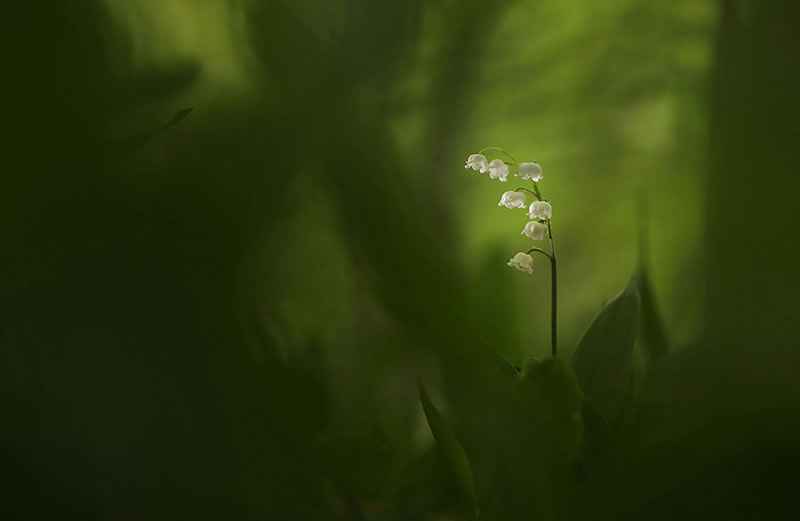 Scottish Nature Photographer Of The Year Winners