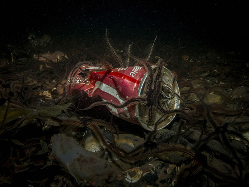 Scottish Nature Photographer Of The Year Winners