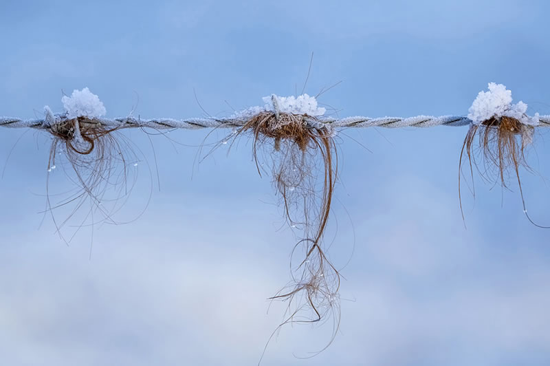 Scottish Nature Photographer Of The Year Winners