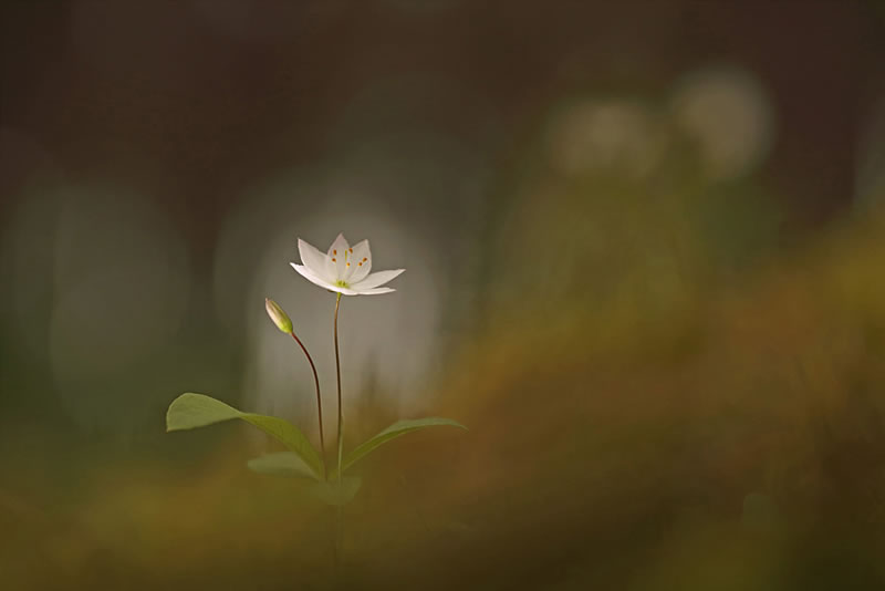 Scottish Nature Photographer Of The Year Winners