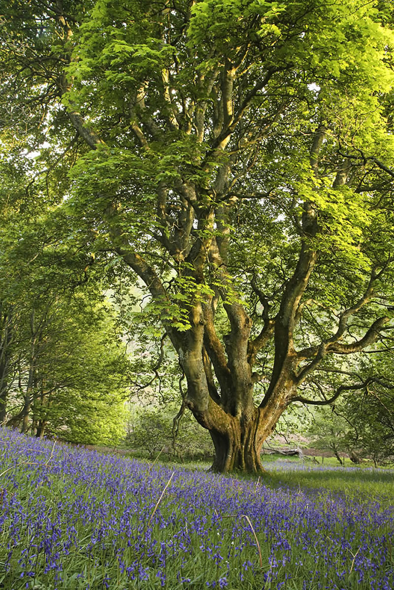 Scottish Nature Photographer Of The Year Winners