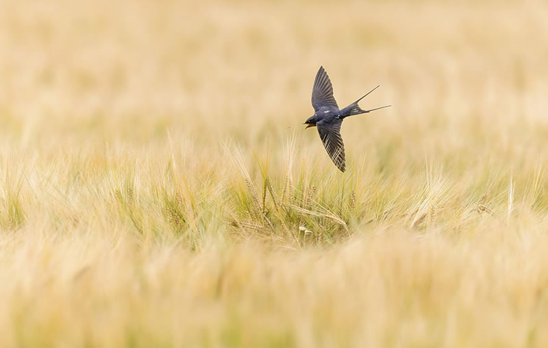 Scottish Nature Photographer Of The Year Winners