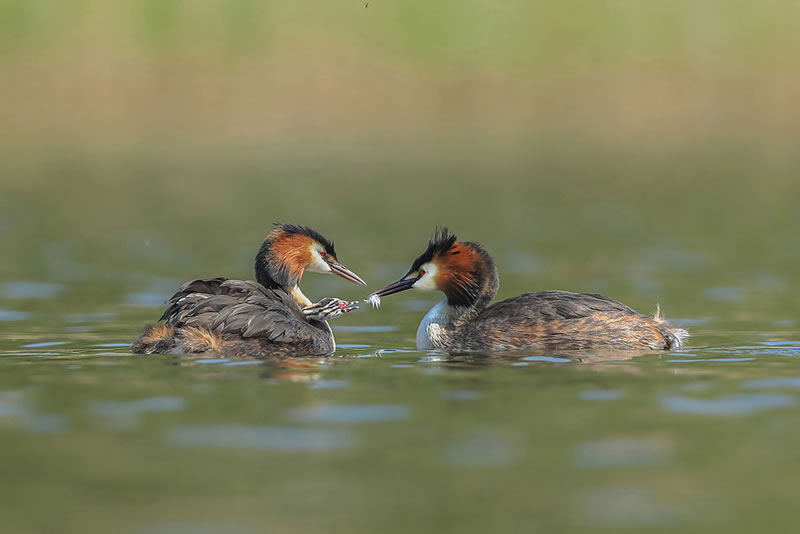 Scottish Nature Photographer Of The Year Winners