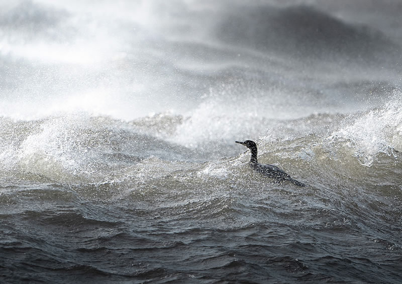 Scottish Nature Photographer Of The Year Winners