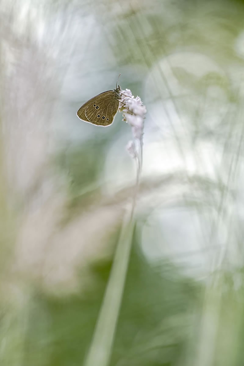 Scottish Nature Photographer Of The Year Winners