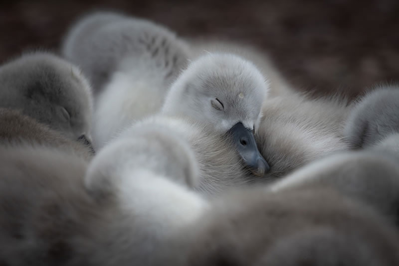 Scottish Nature Photographer Of The Year Winners