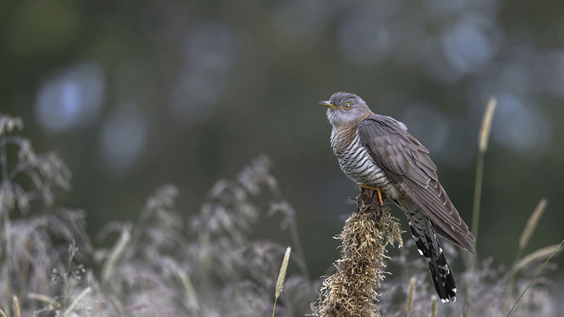 Scottish Nature Photographer Of The Year Winners