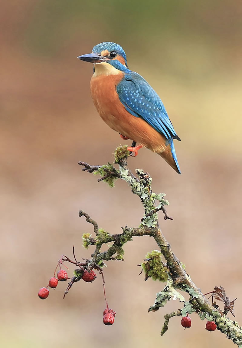 Scottish Nature Photographer Of The Year Winners