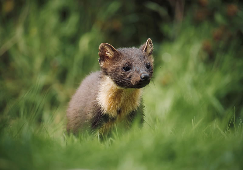 Scottish Nature Photographer Of The Year Winners