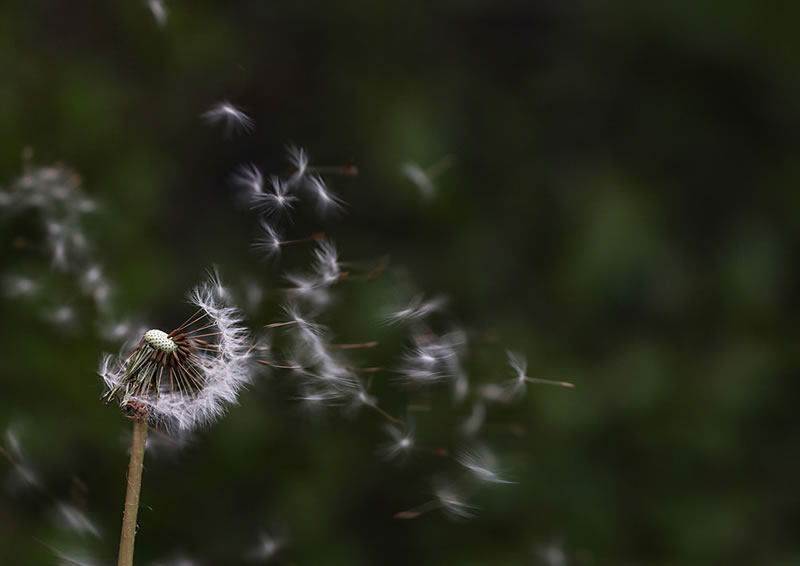 Scottish Nature Photographer Of The Year Winners