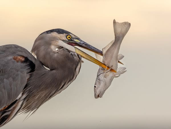 SINWP Bird Photography Winners