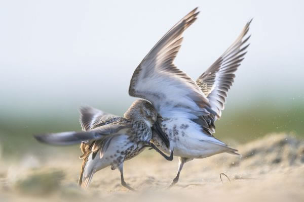 SINWP Bird Photography Winners