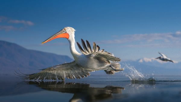 SINWP Bird Photography Winners