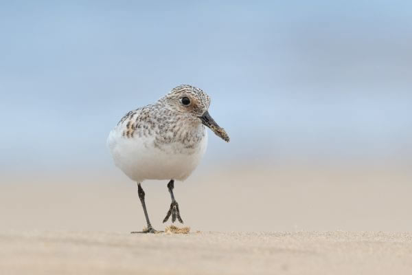 SINWP Bird Photography Winners