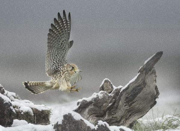 SINWP Bird Photography Winners