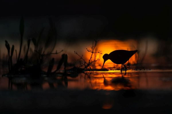 SINWP Bird Photography Winners