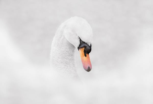 SINWP Bird Photography Winners