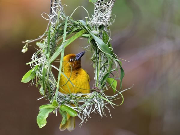 SINWP Bird Photography Winners