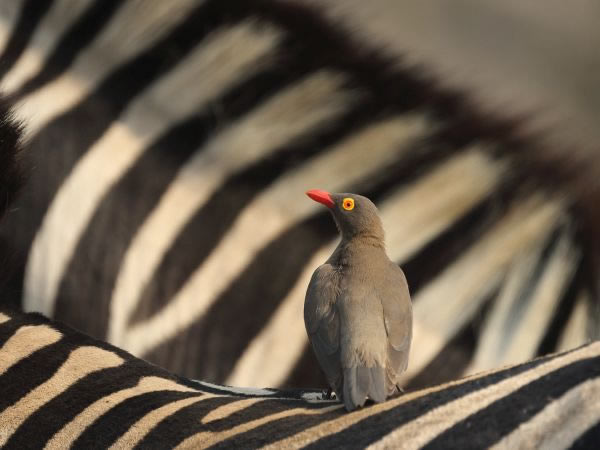 SINWP Bird Photography Winners