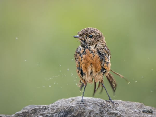 SINWP Bird Photography Winners