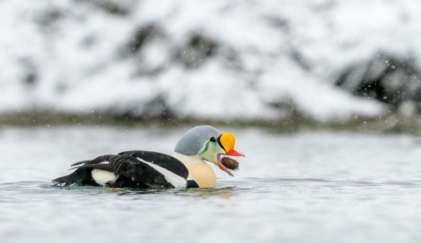 SINWP Bird Photography Winners