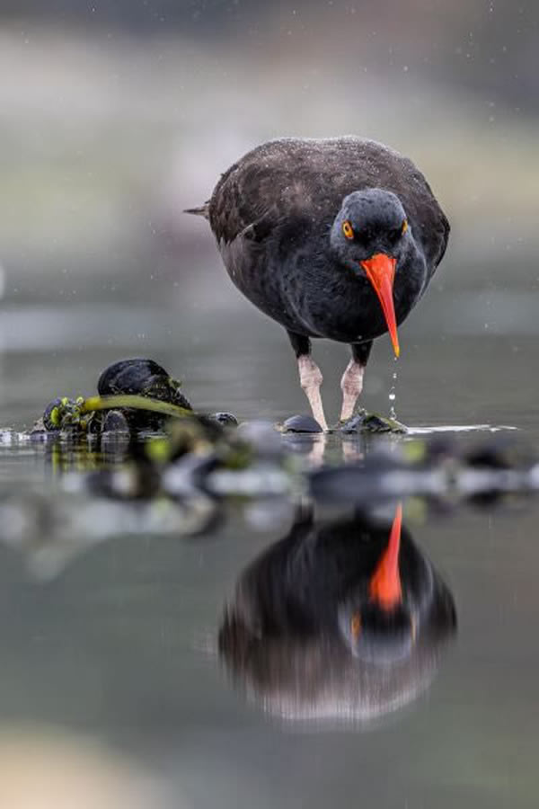 SINWP Bird Photography Winners