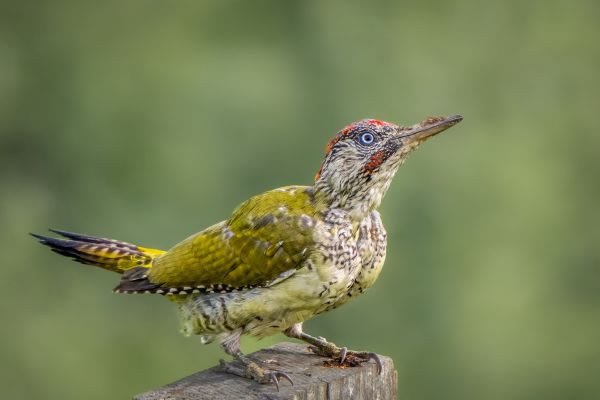 SINWP Bird Photography Winners