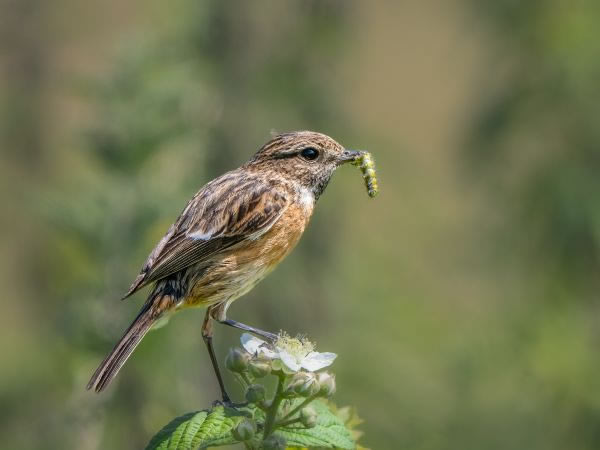 SINWP Bird Photography Winners