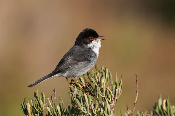 SINWP Bird Photography Winners