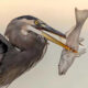 SINWP Bird Photography Winners