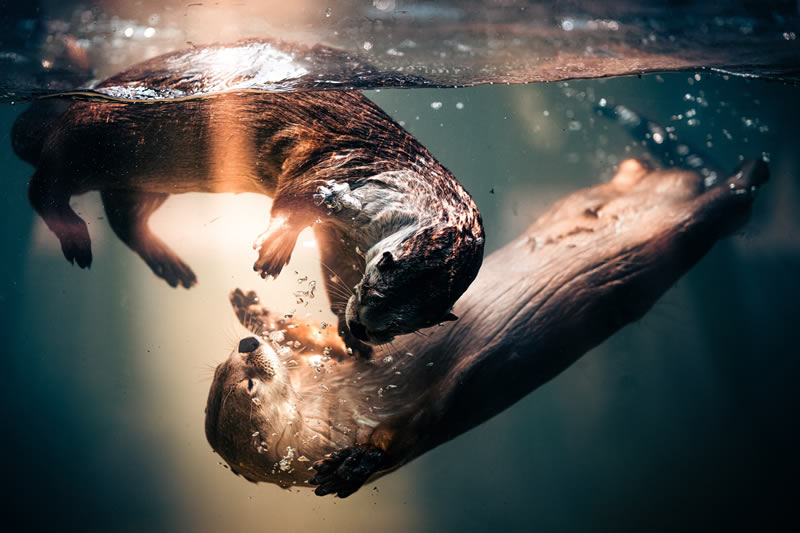 Wildlife Winners Sony World Photography Awards 2024