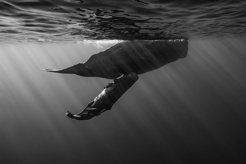 Wildlife Winners Sony World Photography Awards 2024