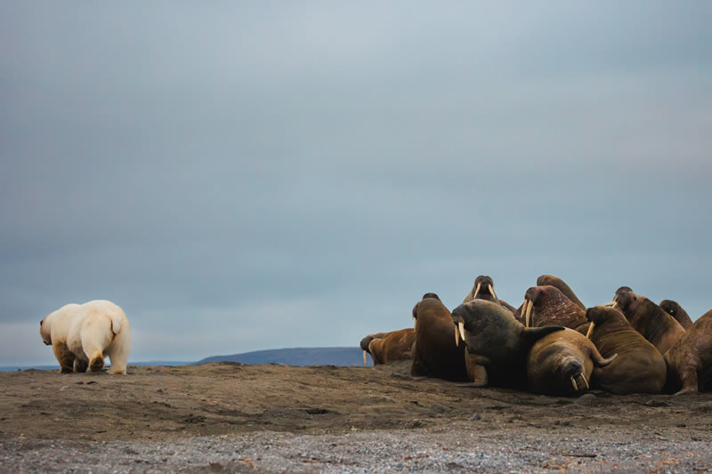 Wildlife Winners Sony World Photography Awards 2024