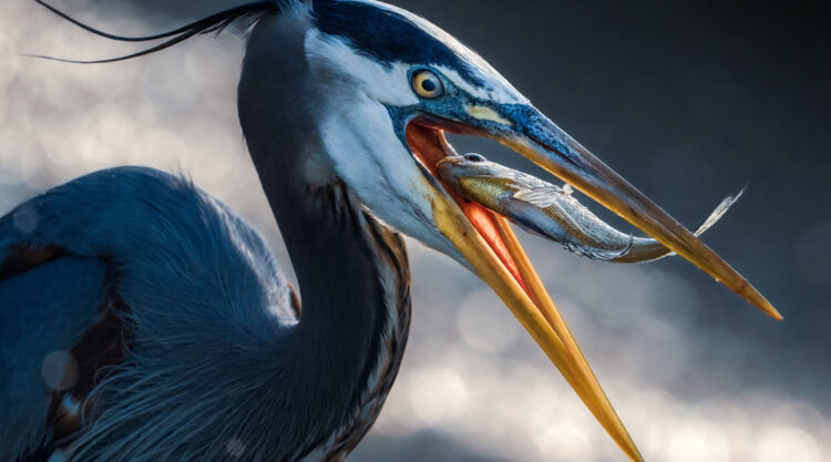 Wildlife Winners Sony World Photography Awards 2024