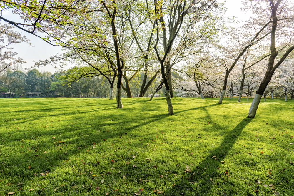 Unveiling Urban Sanctuaries