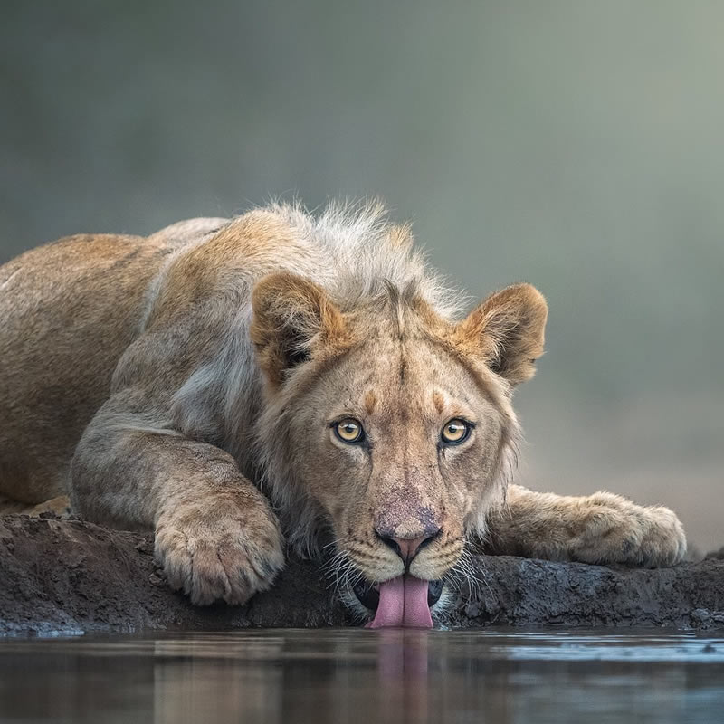 Wildlife Photography Inspiration