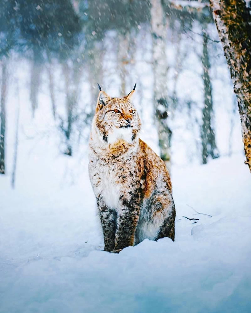 Wildlife Photography Inspiration