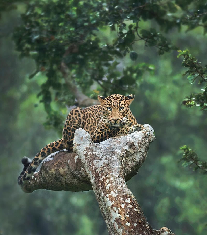 Wildlife Photography Inspiration