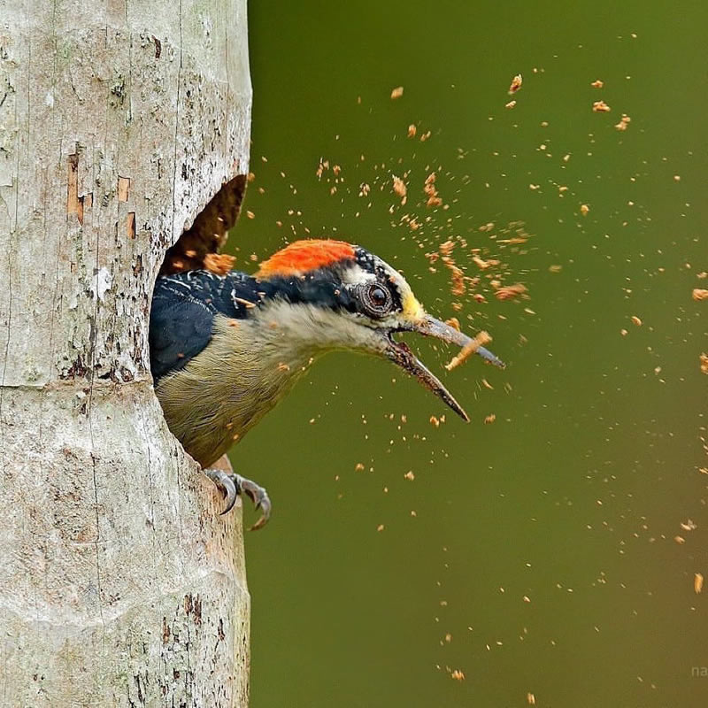 Wildlife Photography Inspiration